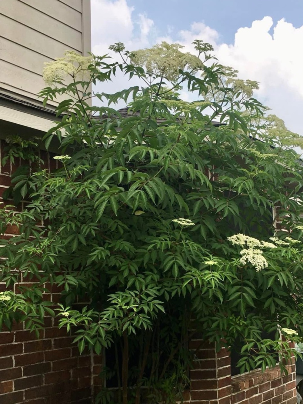 American Elderberry 1-2 yr old tree bare roots & trimmed